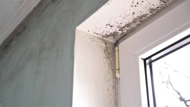 Best Post-Flood Mold Remediation in Oroville, WA