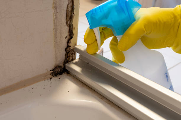 Best Commercial Mold Remediation in Oroville, WA