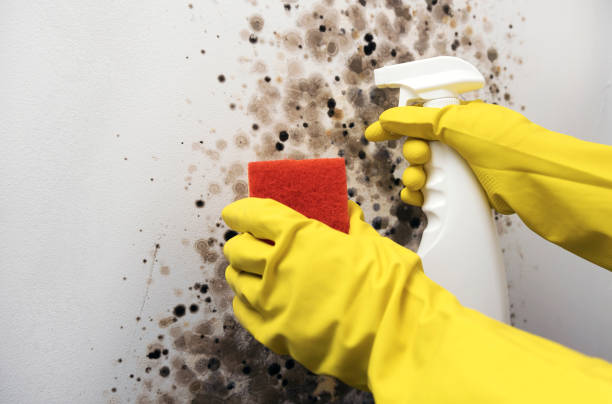 Best Basement Mold Remediation in Oroville, WA